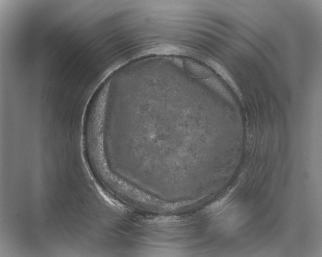 X0000073860845200608312024