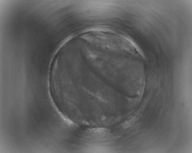 X0000073860853200608312025