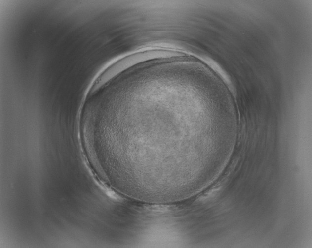 X0000073860862200608312025