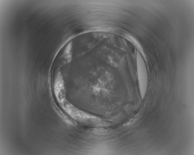 X0000073860907200608312023