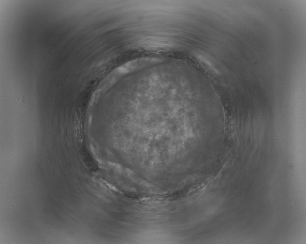 X0000073860917200608312022