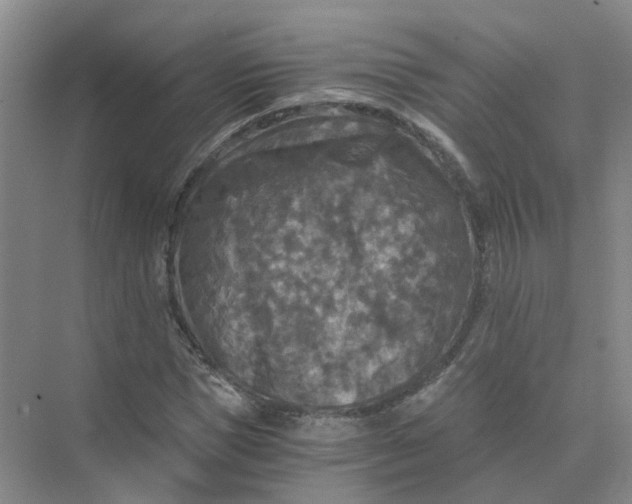 X0000073860921200608312022