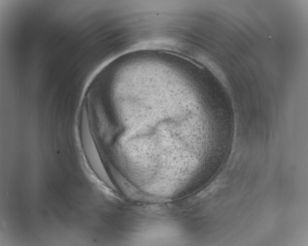 X0000073860960200608312023