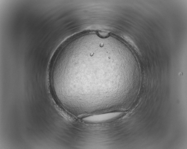 X0000073860976200608312022