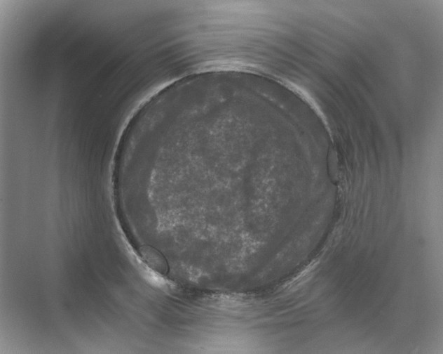 X0000073860995200608312022