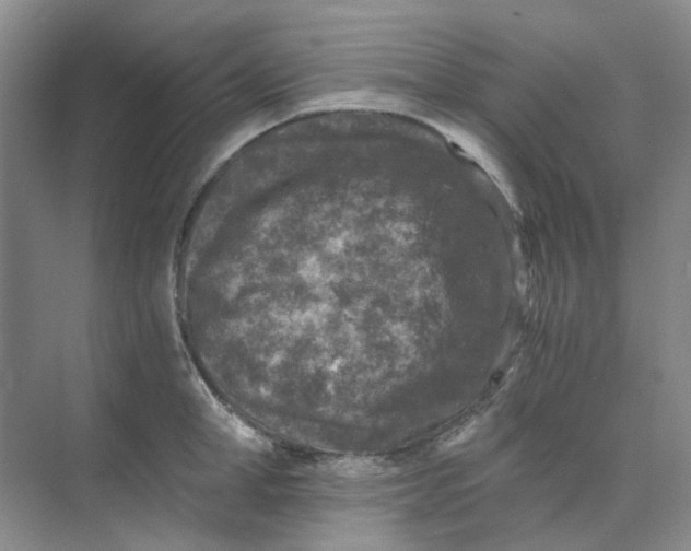 X0000073860998200608312022