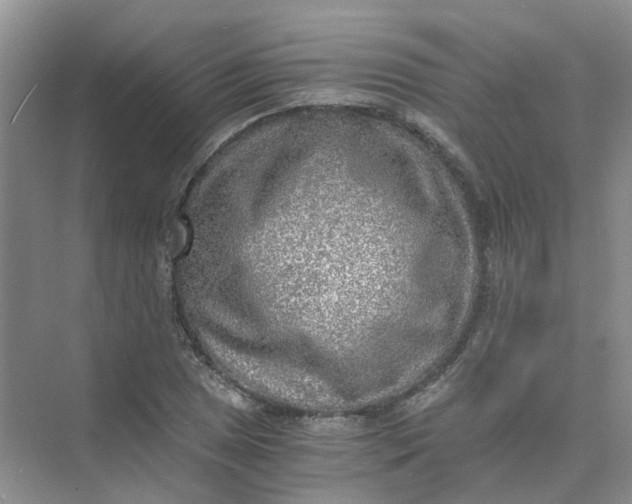 X0000073861025200608312021