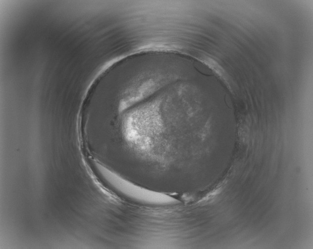 X0000073861030200608312021