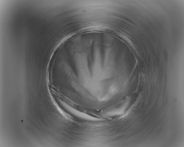 X0000073861034200608312021