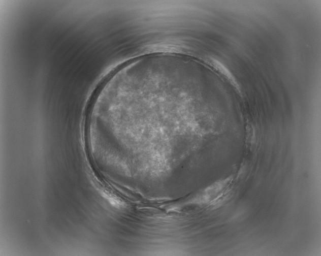 X0000073861035200608312021