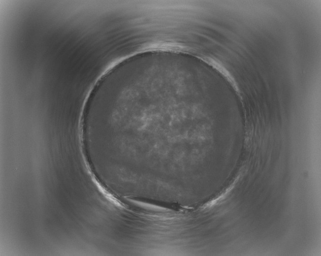 X0000073861037200608312021