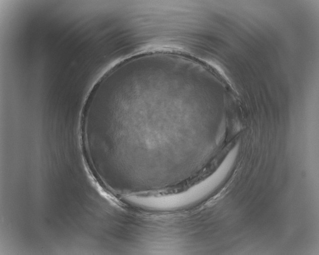 X0000073861038200608312021