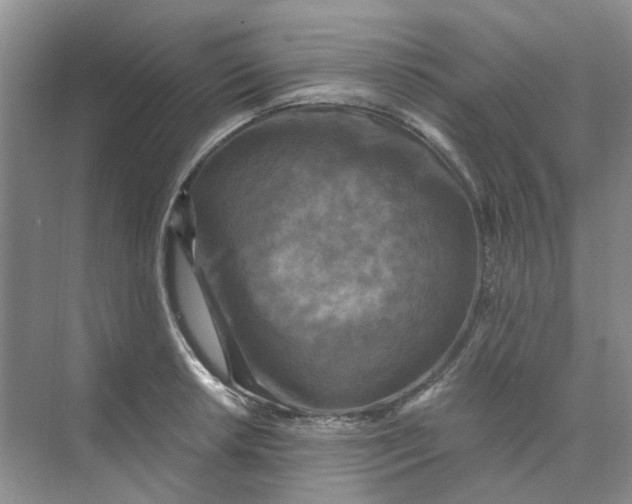 X0000073861042200608312021