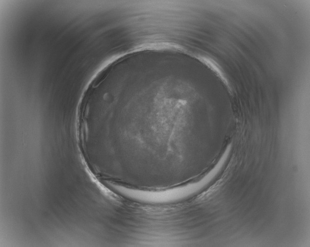 X0000073861046200608312021