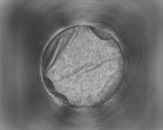 X0000073861048200608312021