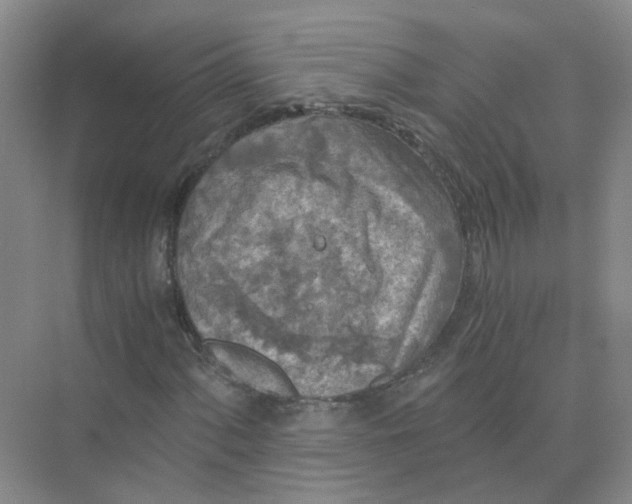 X0000073861060200608312021