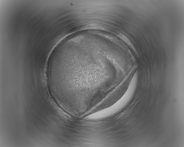 X0000073861068200608312020