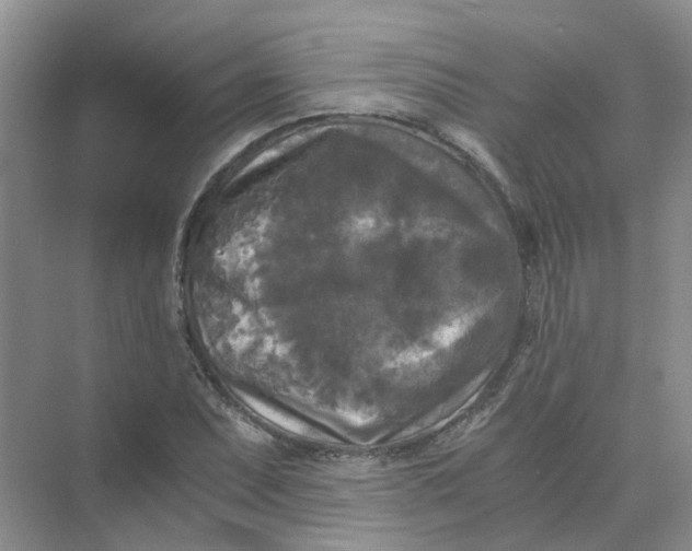 X0000073861071200608312020