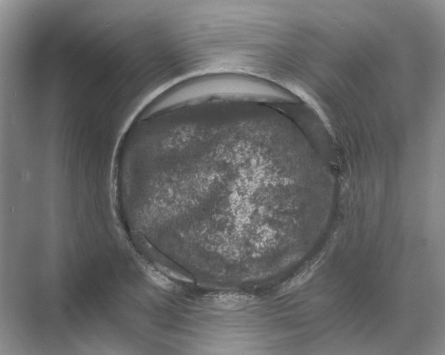 X0000073861077200608312020