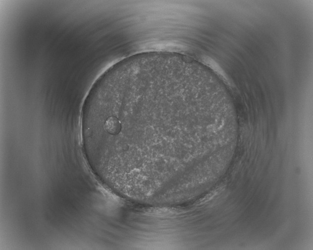 X0000073861079200608312020