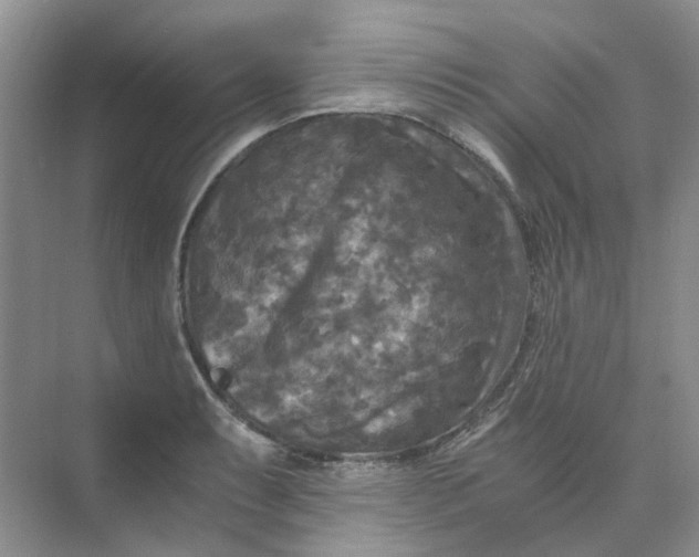 X0000073861087200608312020