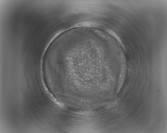 X0000073861091200608312020