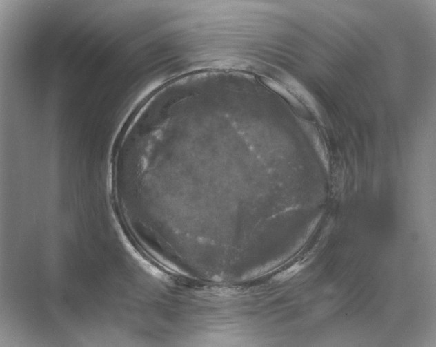 X0000073861095200608312020