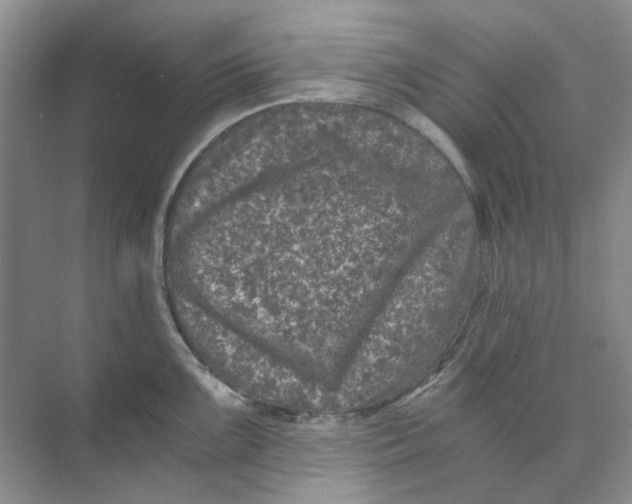 X0000073861099200608312020