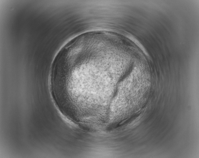 X0000073861101200608312020