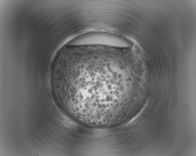 X0000073861114200608312019