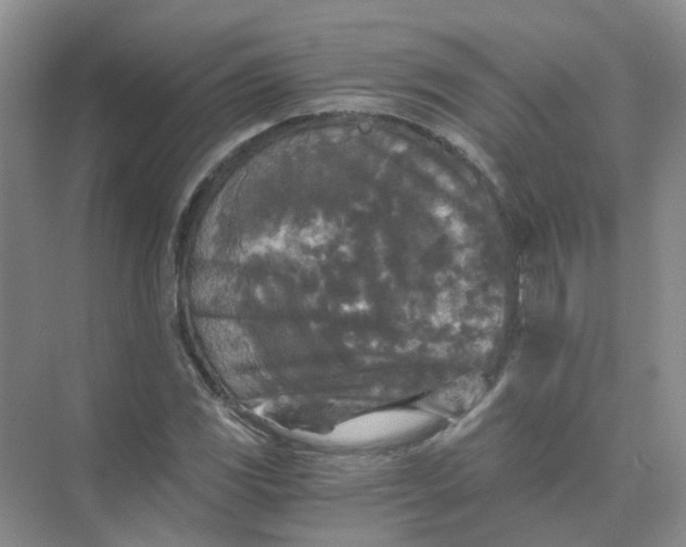 X0000073861117200608312019