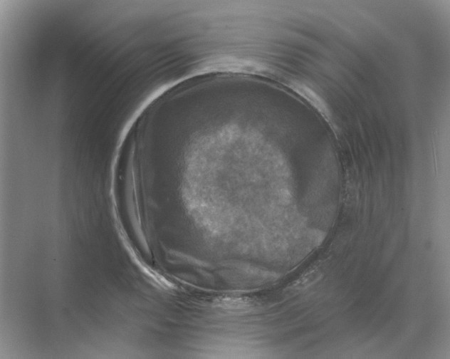 X0000073861128200608312019