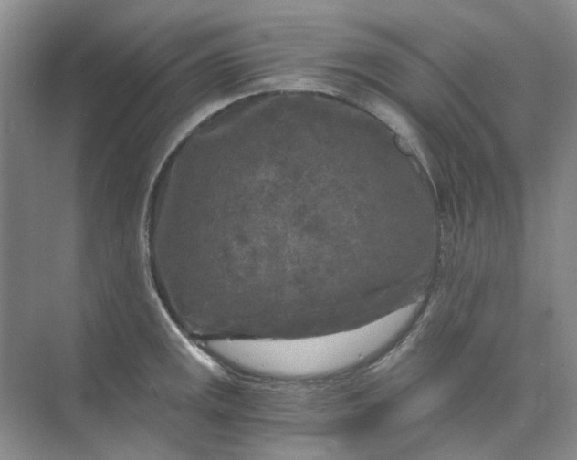 X0000073861141200608312020