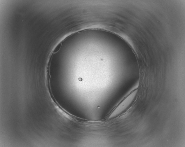 X0000073861151200608312020