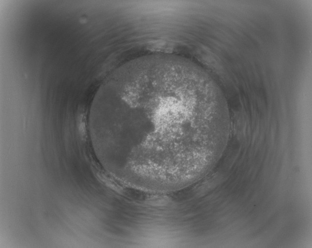 X0000073861154200608312019