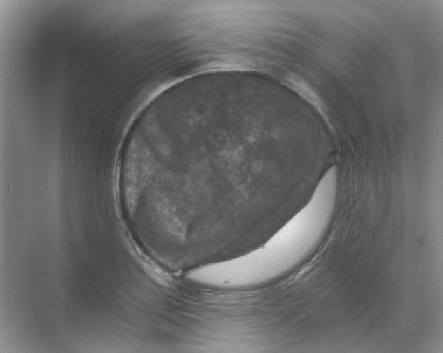 X0000073861179200608312019