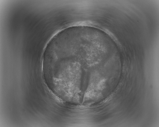 X0000073861224200608312018