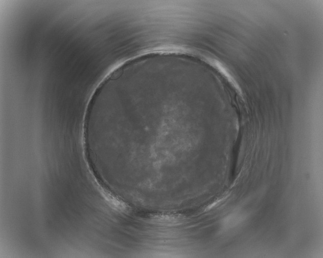 X0000073861229200608312018