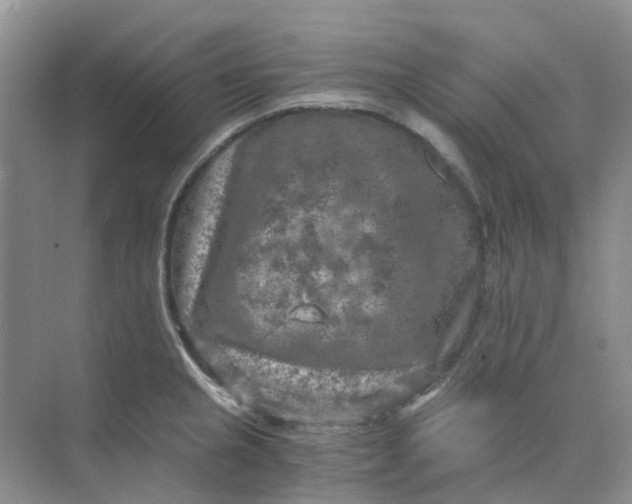 X0000073861237200608312018