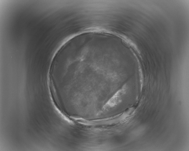 X0000073861239200608312018