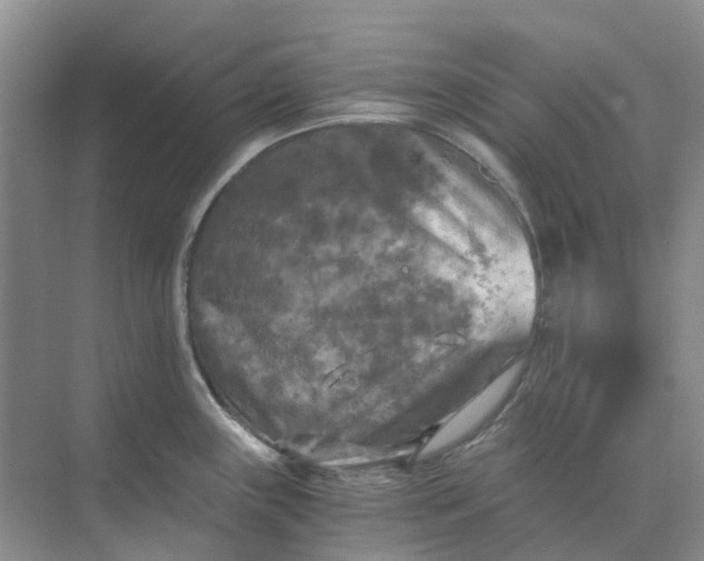 X0000073861243200608312018