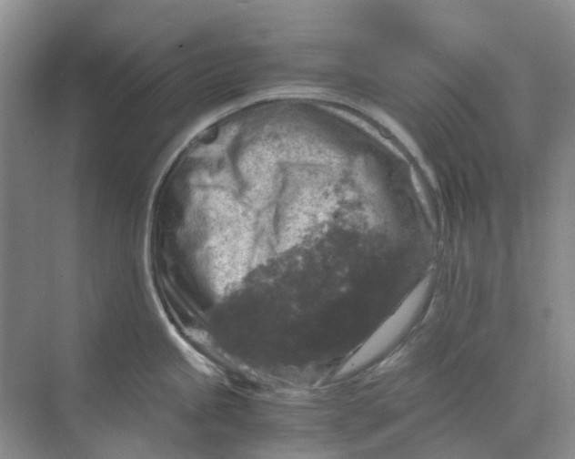 X0000073861245200608312018