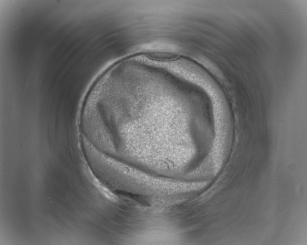 X0000073861248200608312018