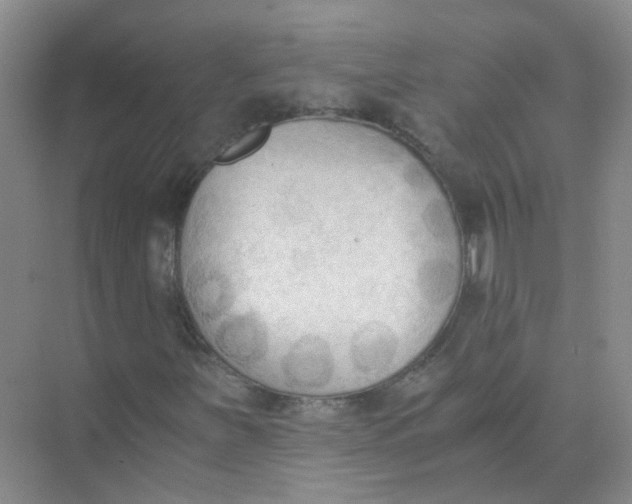 X0000073861251200608312017