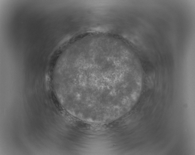 X0000073861254200608312017