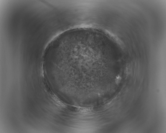 X0000073861262200608312017