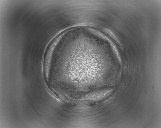 X0000073861276200608312017