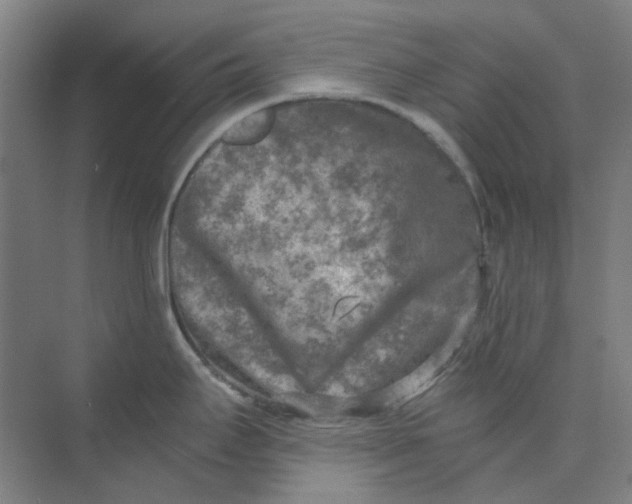 X0000073861295200608312017