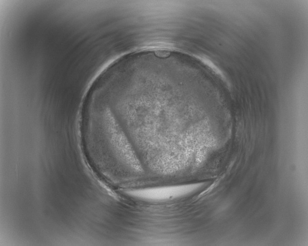 X0000073861325200608312016