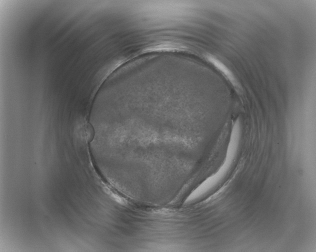 X0000073861329200608312016